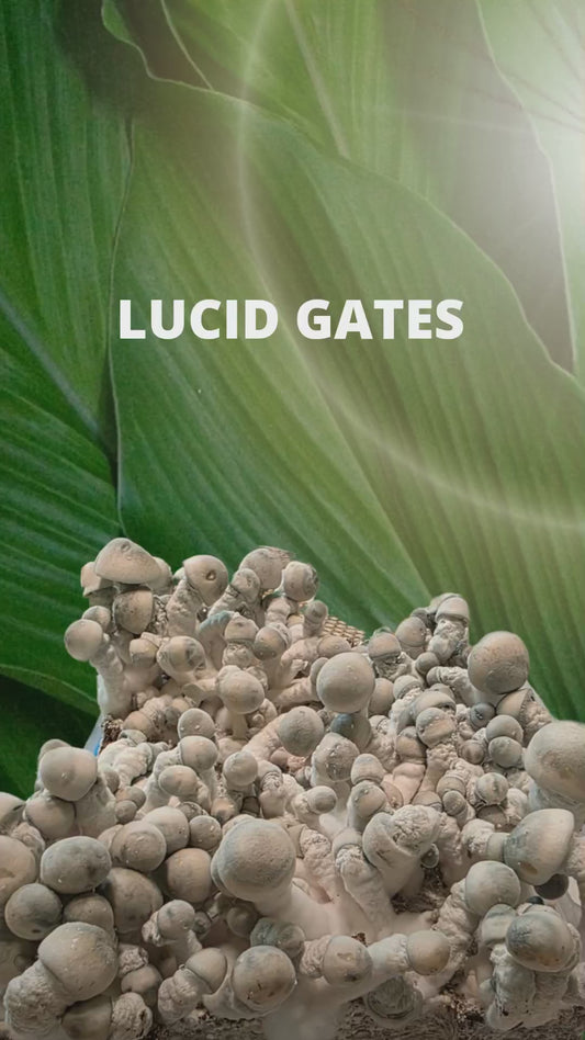 Lucid Gates 3g