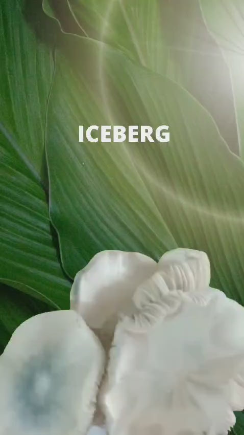 CEPA PREMIUM - ICEBERG 3 gr Deshidratados